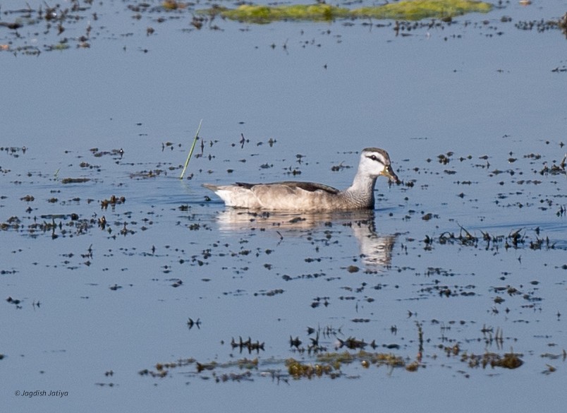 Cotton Pygmy-Goose - ML646735847