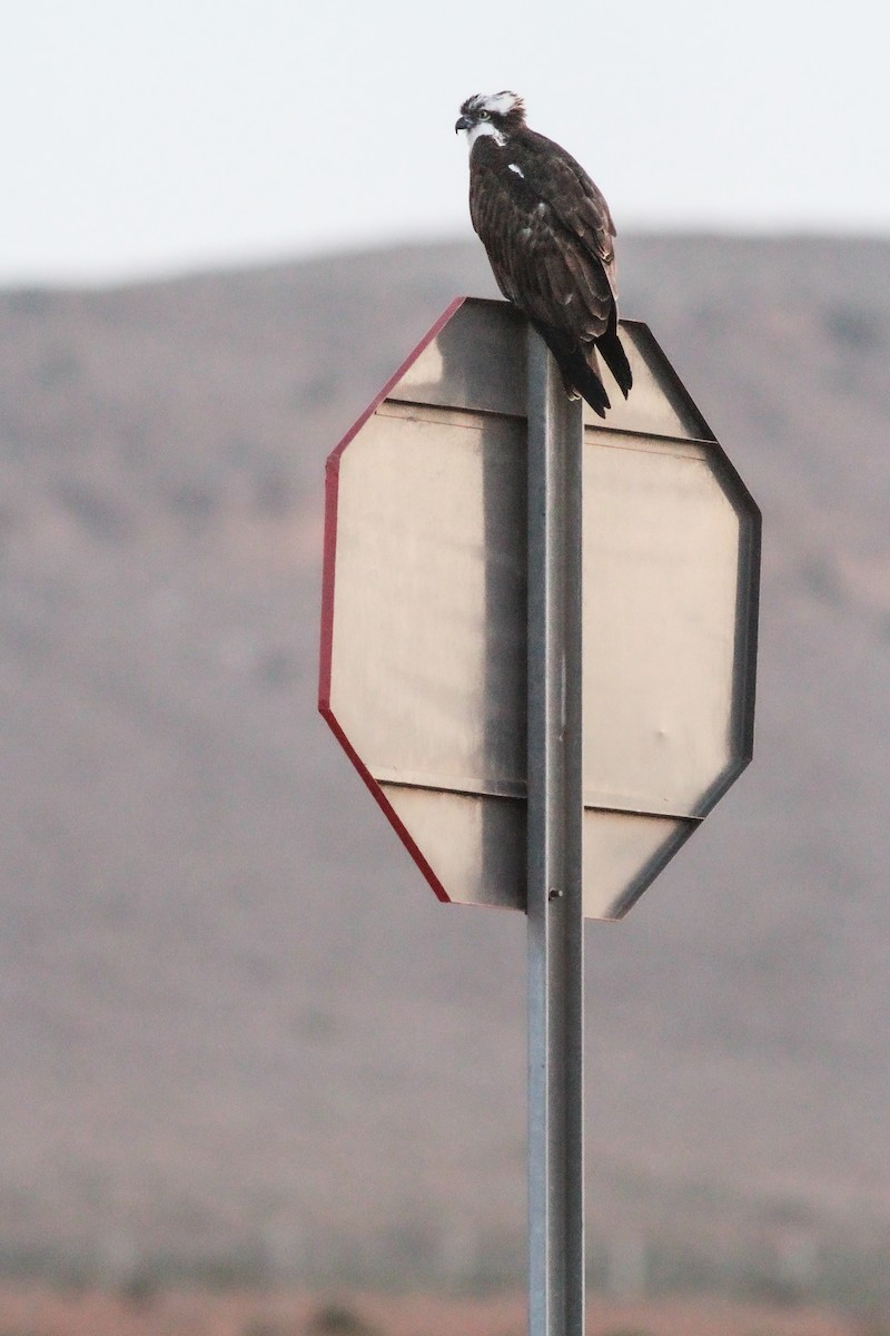 Osprey (Eurasian) - ML646735848
