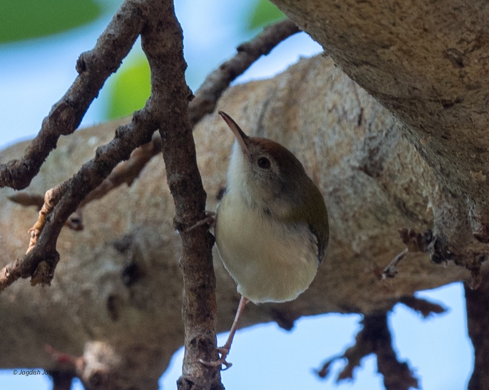 Common Tailorbird - ML646735849