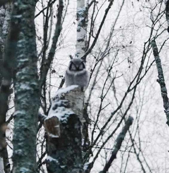 Northern Hawk Owl - ML646735850