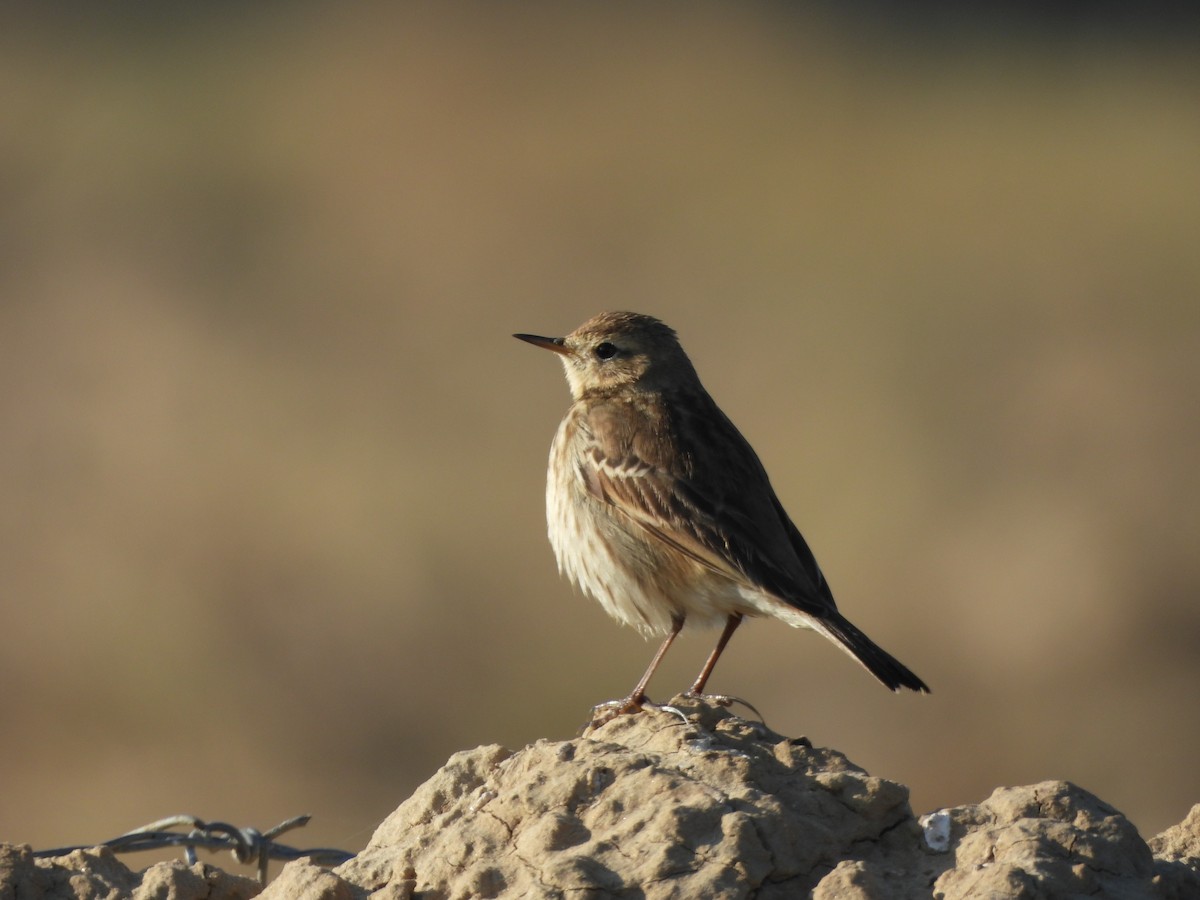 Dağ İncirkuşu - ML646735853