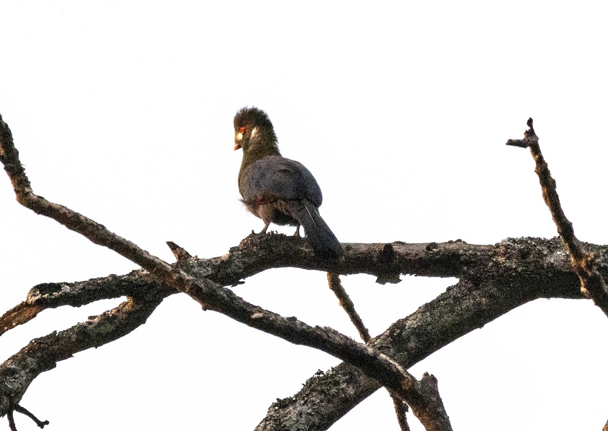 White-cheeked Turaco - ML646735854