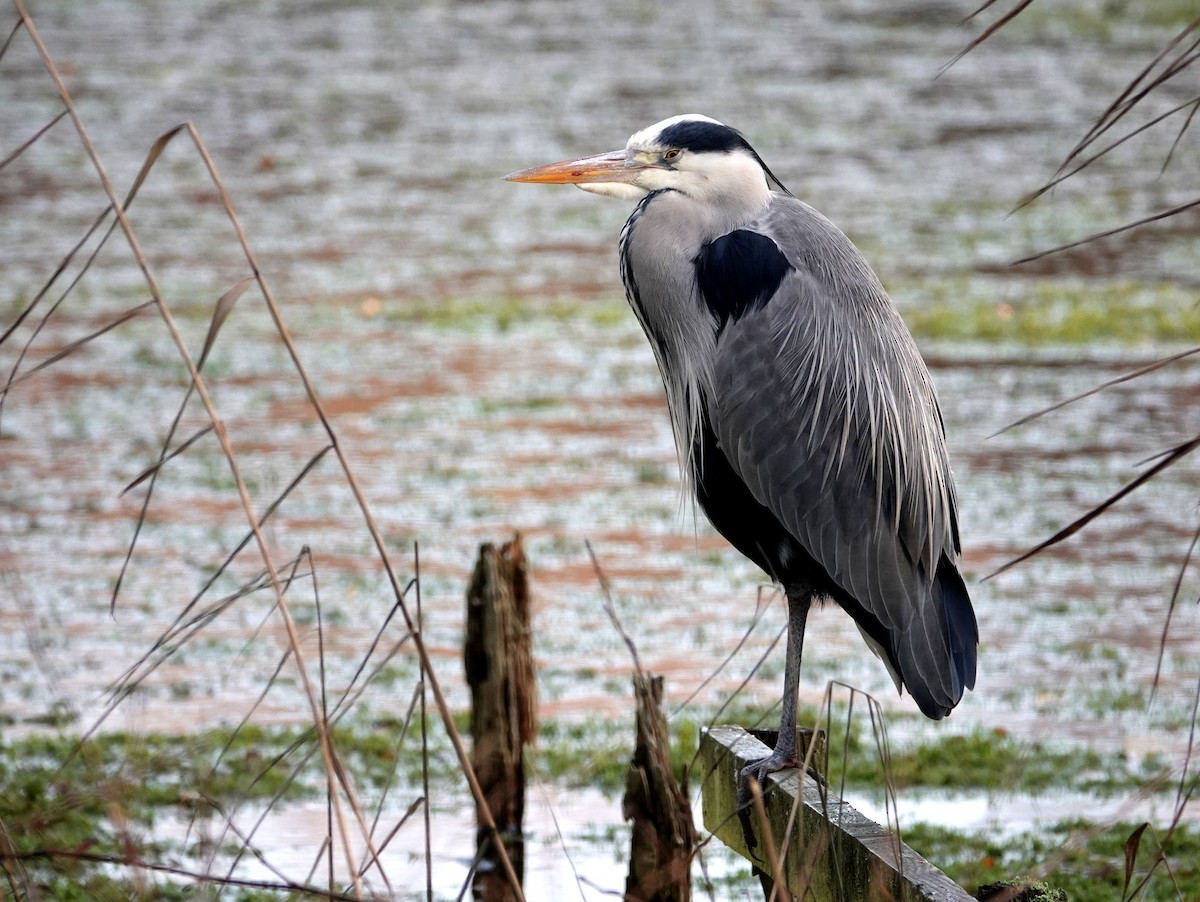 Gray Heron (Gray) - ML646735855