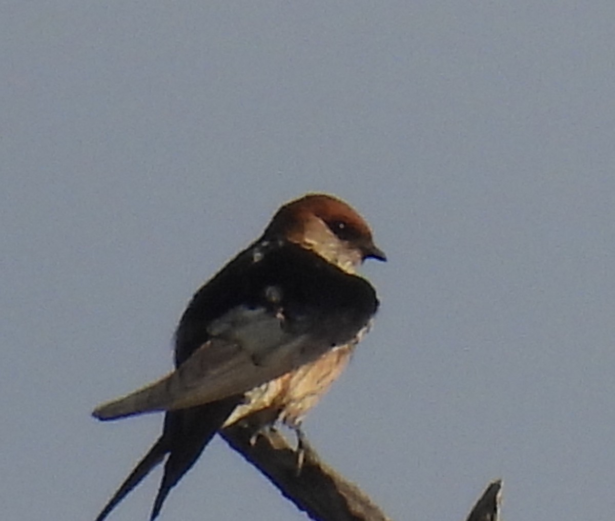 Greater Striped Swallow - ML646735856