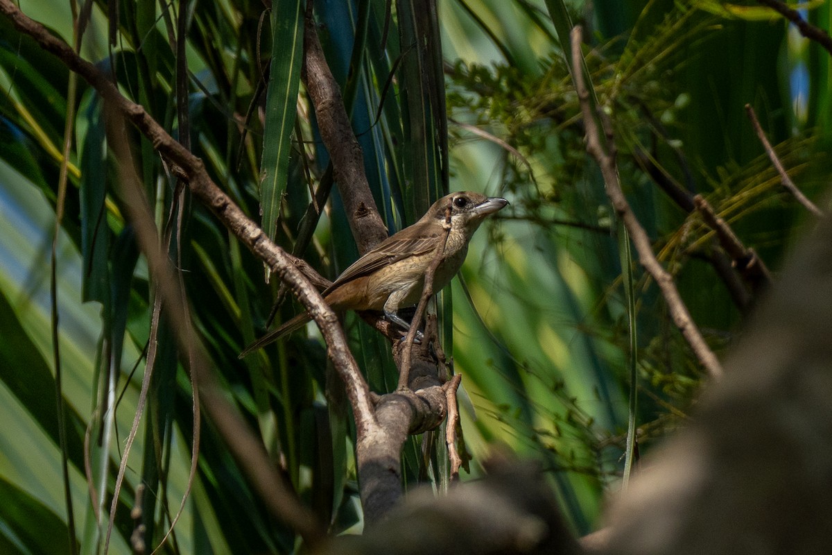 Brown Shrike - ML646735857