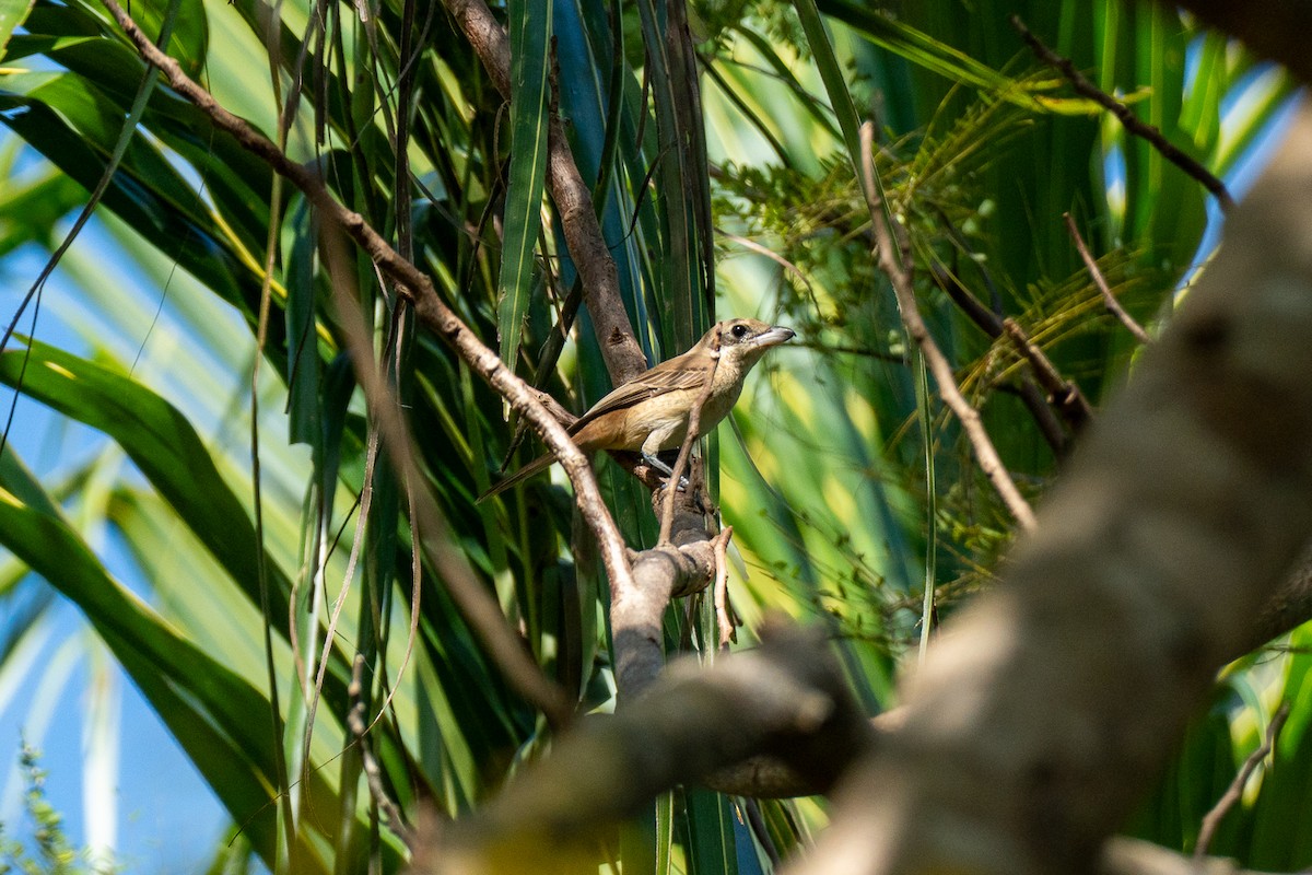 Brown Shrike - ML646735858