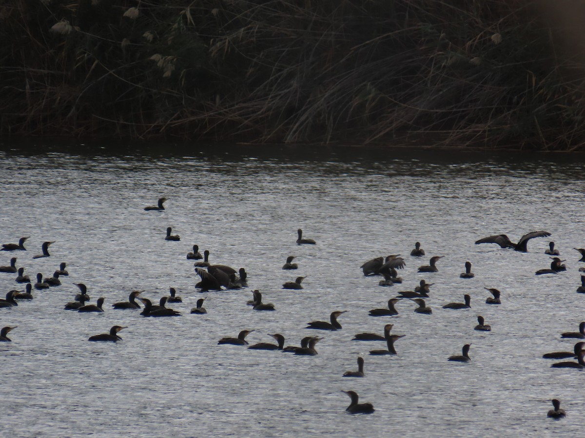 Great Cormorant - ML646735859