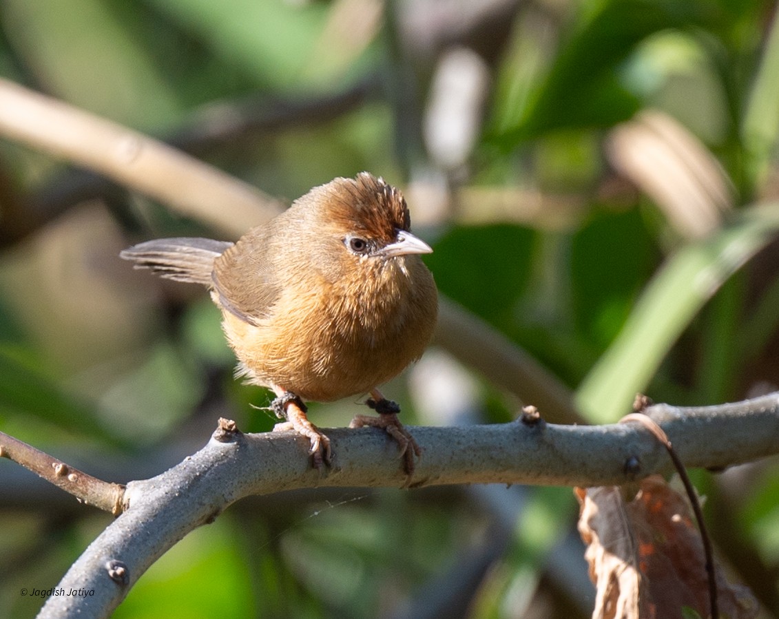 Tawny-bellied Babbler - ML646735860