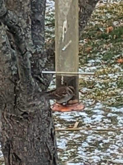 Chipping Sparrow - ML646735861