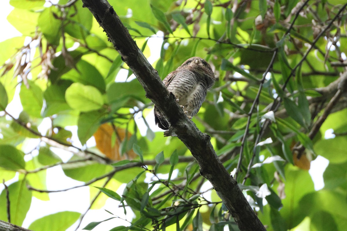 Jungle Owlet - ML646735862