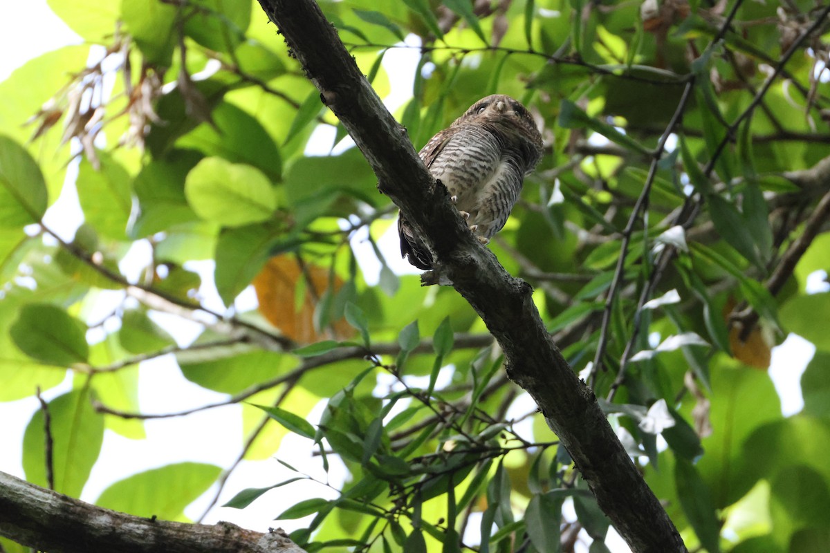 Jungle Owlet - ML646735863