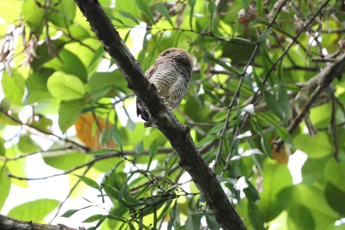 Jungle Owlet - ML646735865
