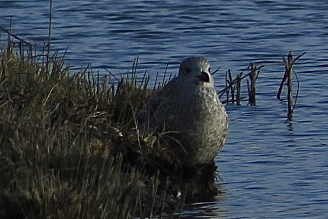 European Herring Gull - ML646735866