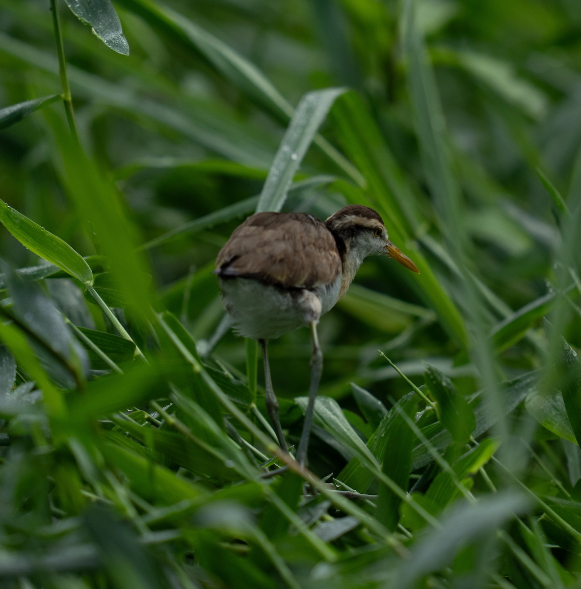 Northern Jacana - ML646735867