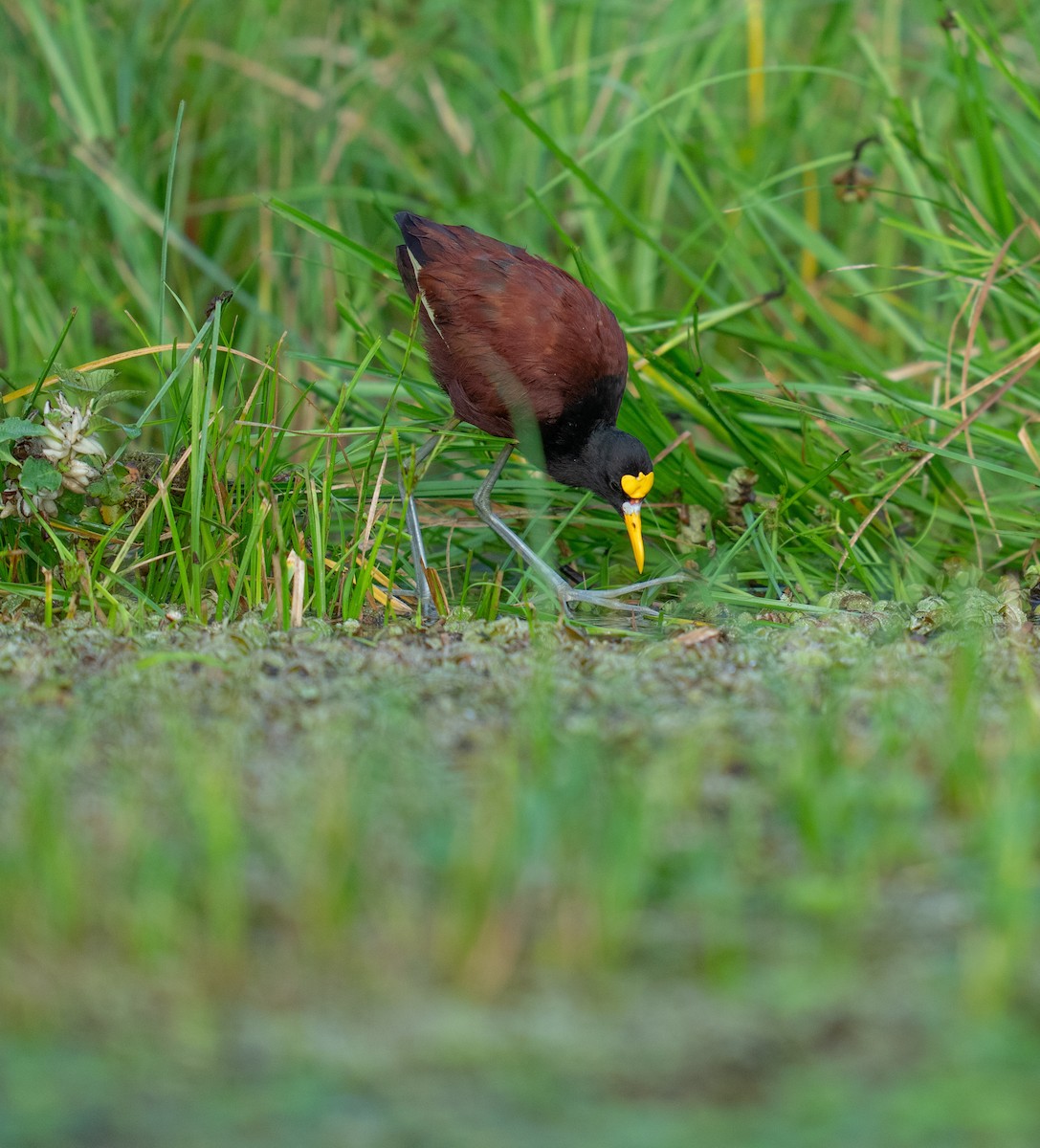 Northern Jacana - ML646735868