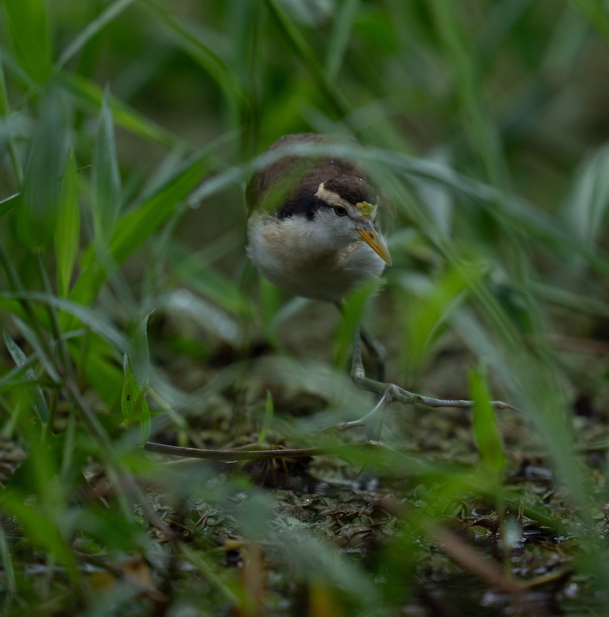 Northern Jacana - ML646735869