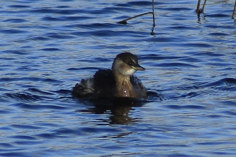Little Grebe - ML646735870