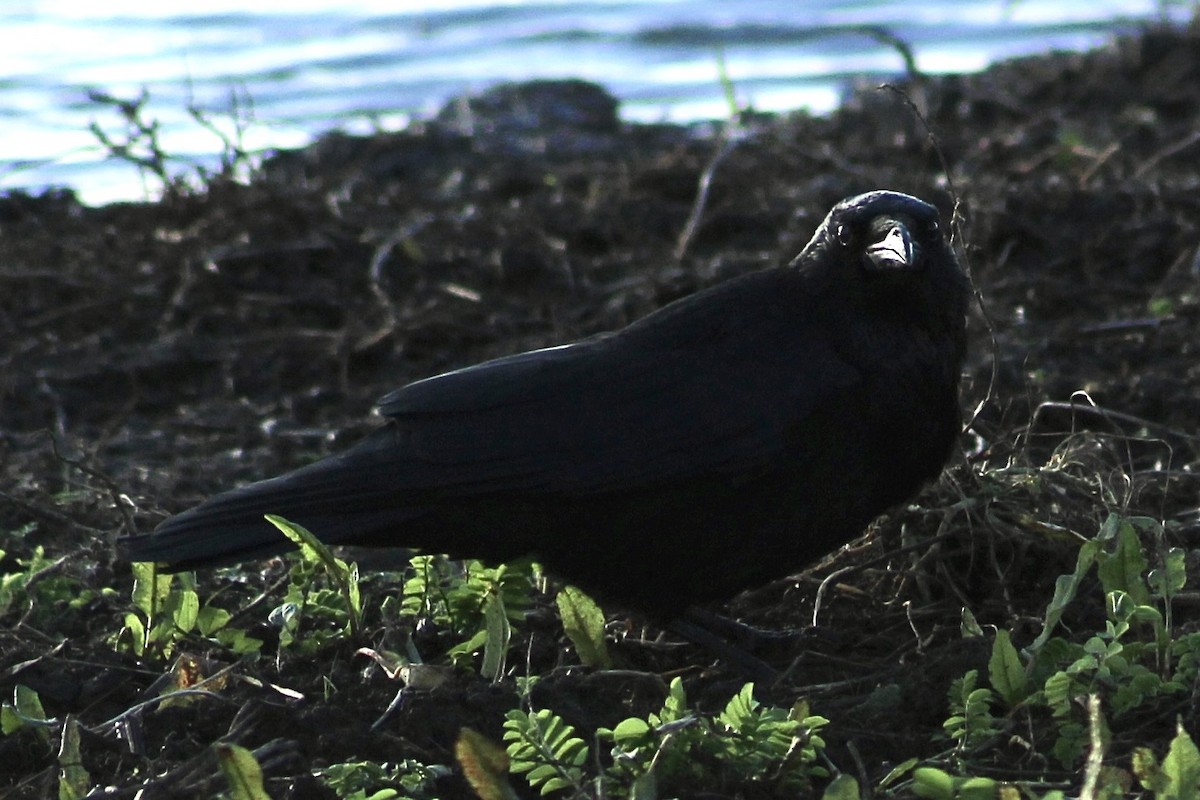 Carrion Crow - ML646735871