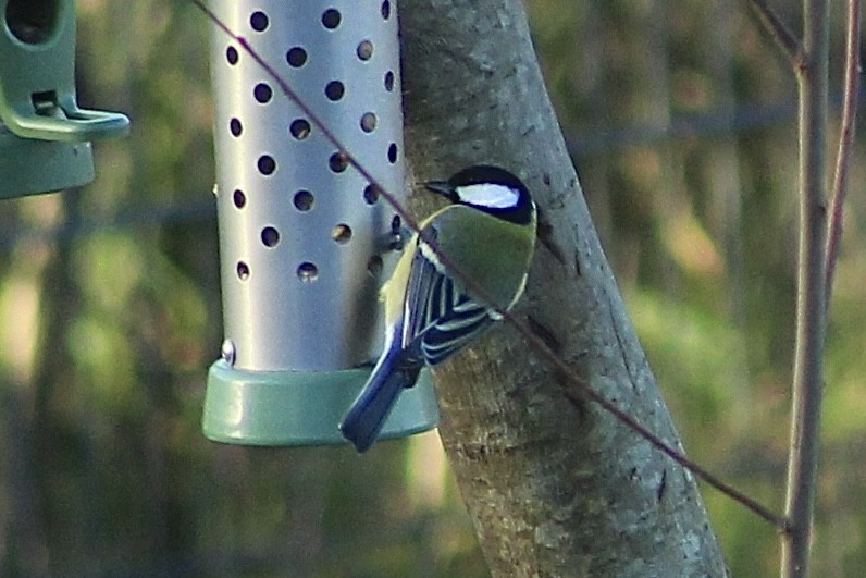 Great Tit - ML646735872