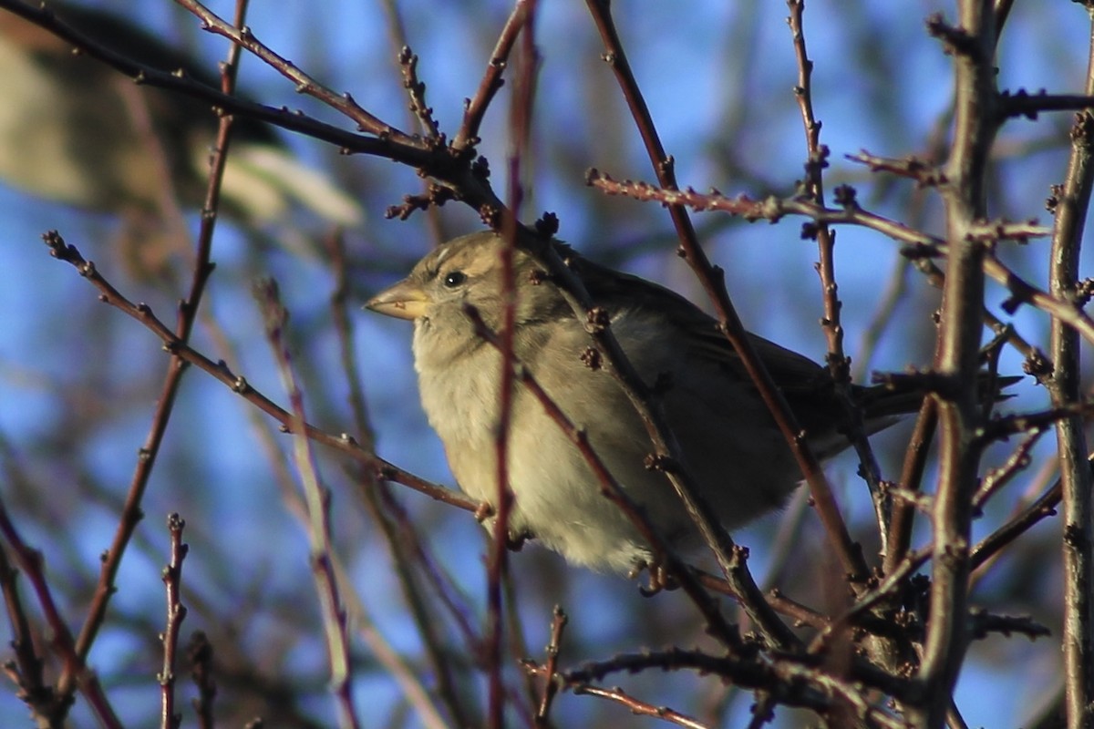 House Sparrow - ML646735873