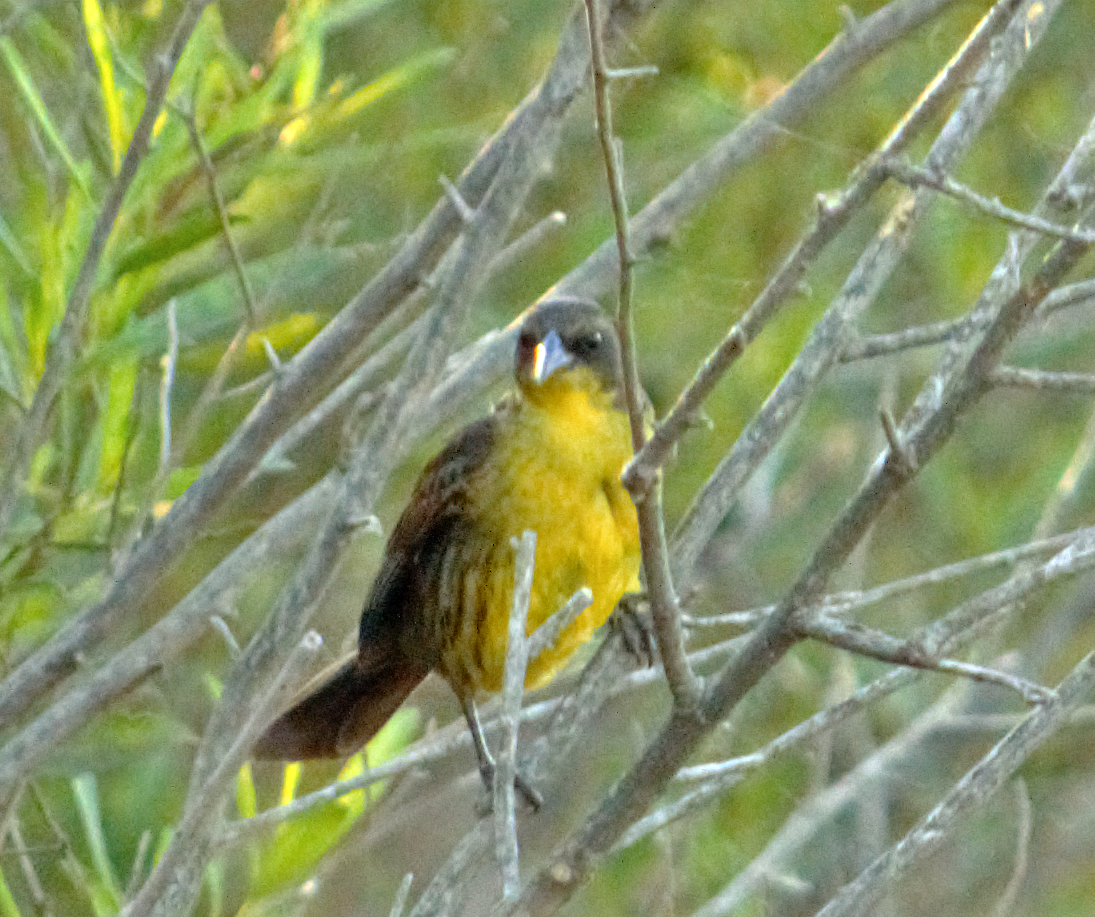 Chestnut-capped Blackbird - ML646735874