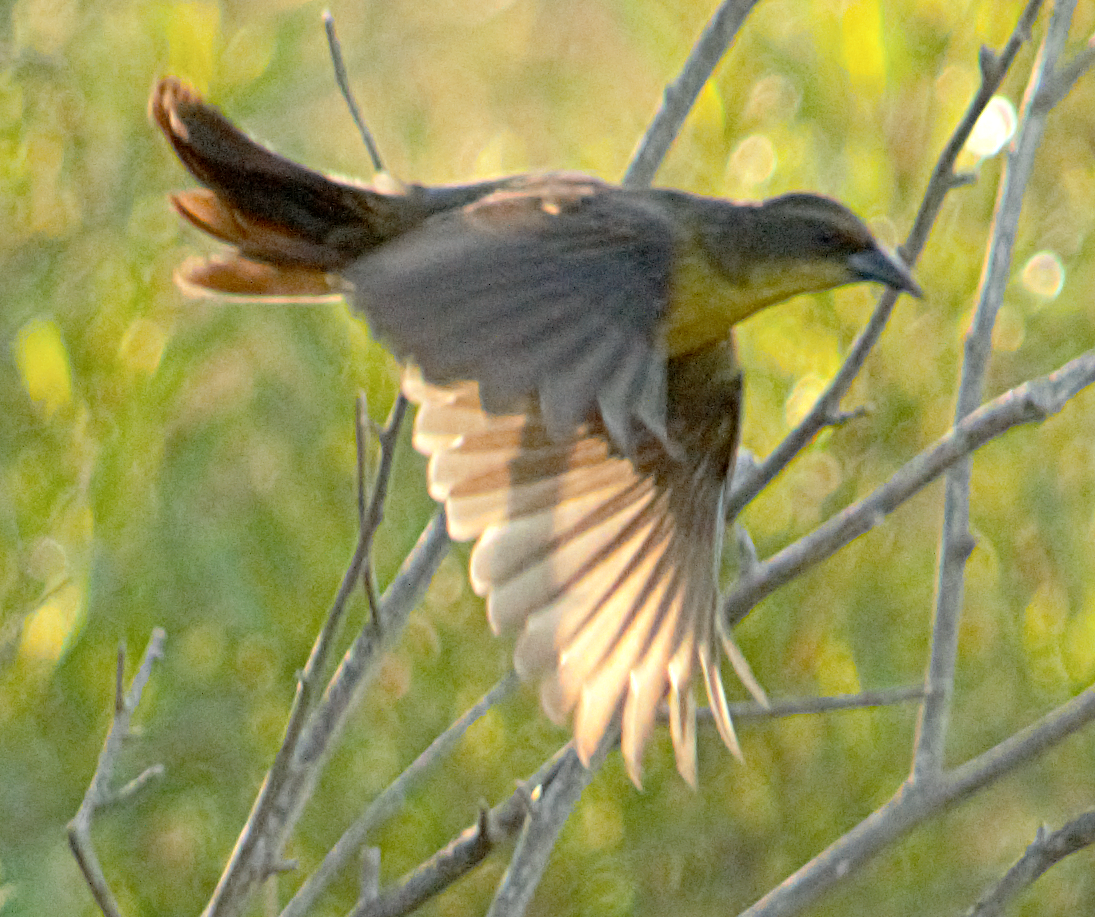 Chestnut-capped Blackbird - ML646735875