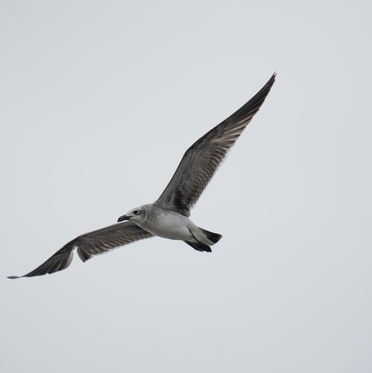 Laughing Gull - ML646735876
