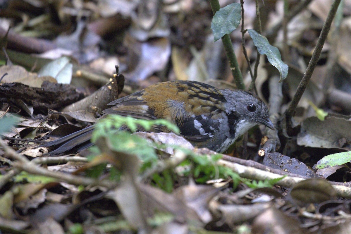 Australian Logrunner - ML646735877