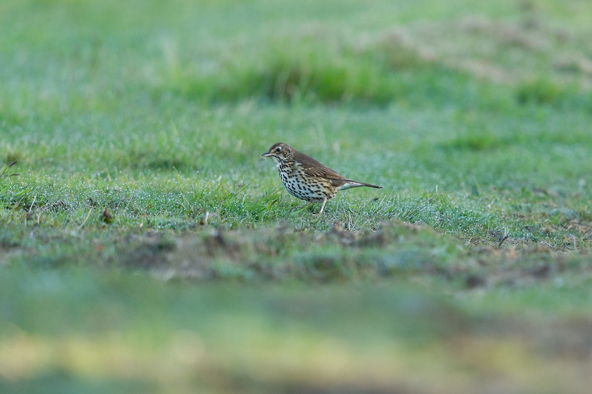 måltrost - ML646735879