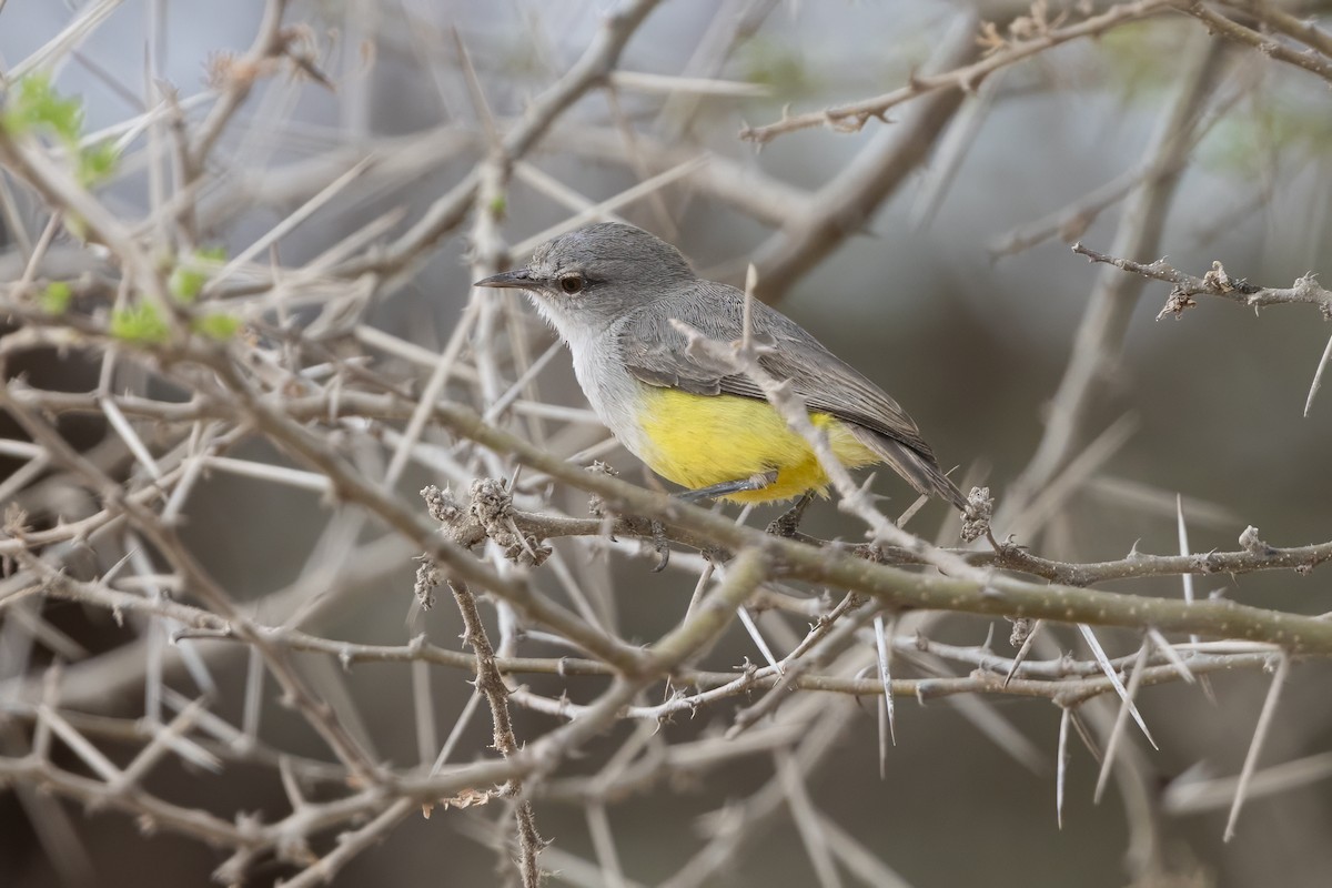 Yellow-bellied Eremomela - ML646735881