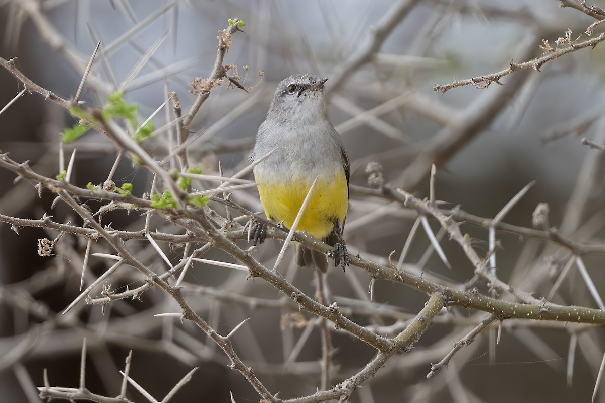 Yellow-bellied Eremomela - ML646735882