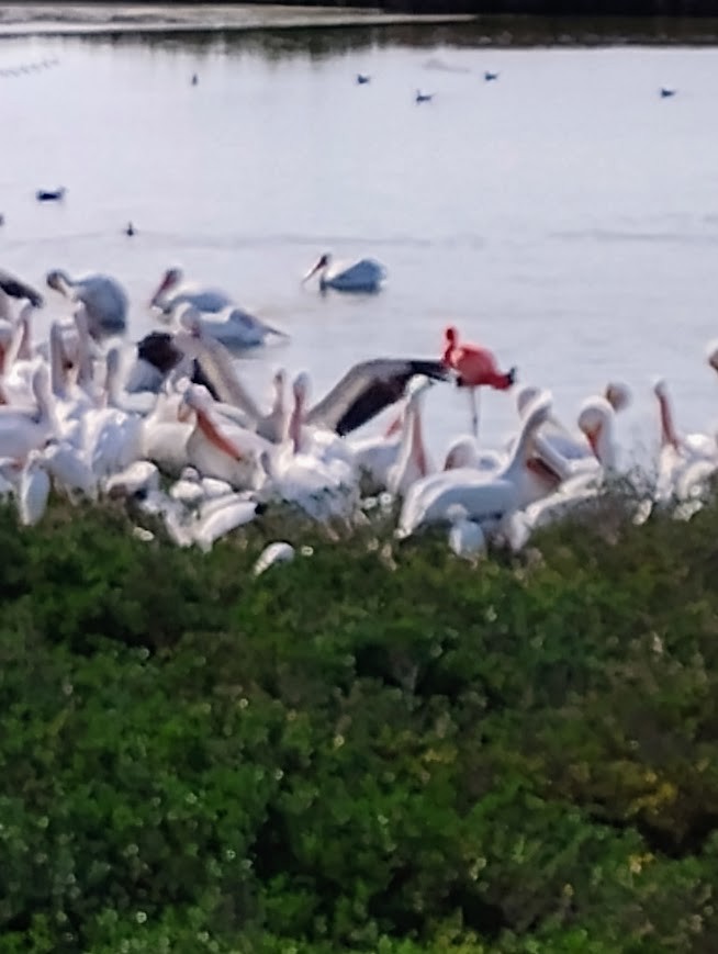 Красный фламинго - ML646735883