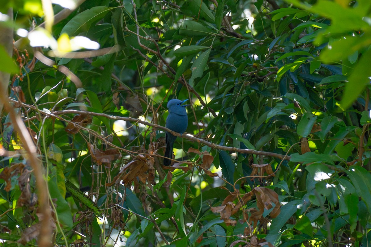 アオサンコウチョウ - ML646735884