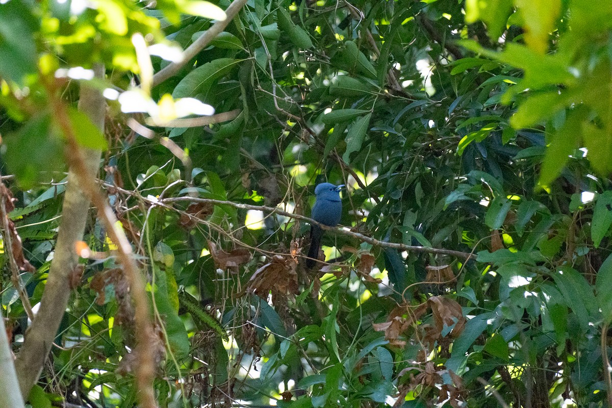 アオサンコウチョウ - ML646735885