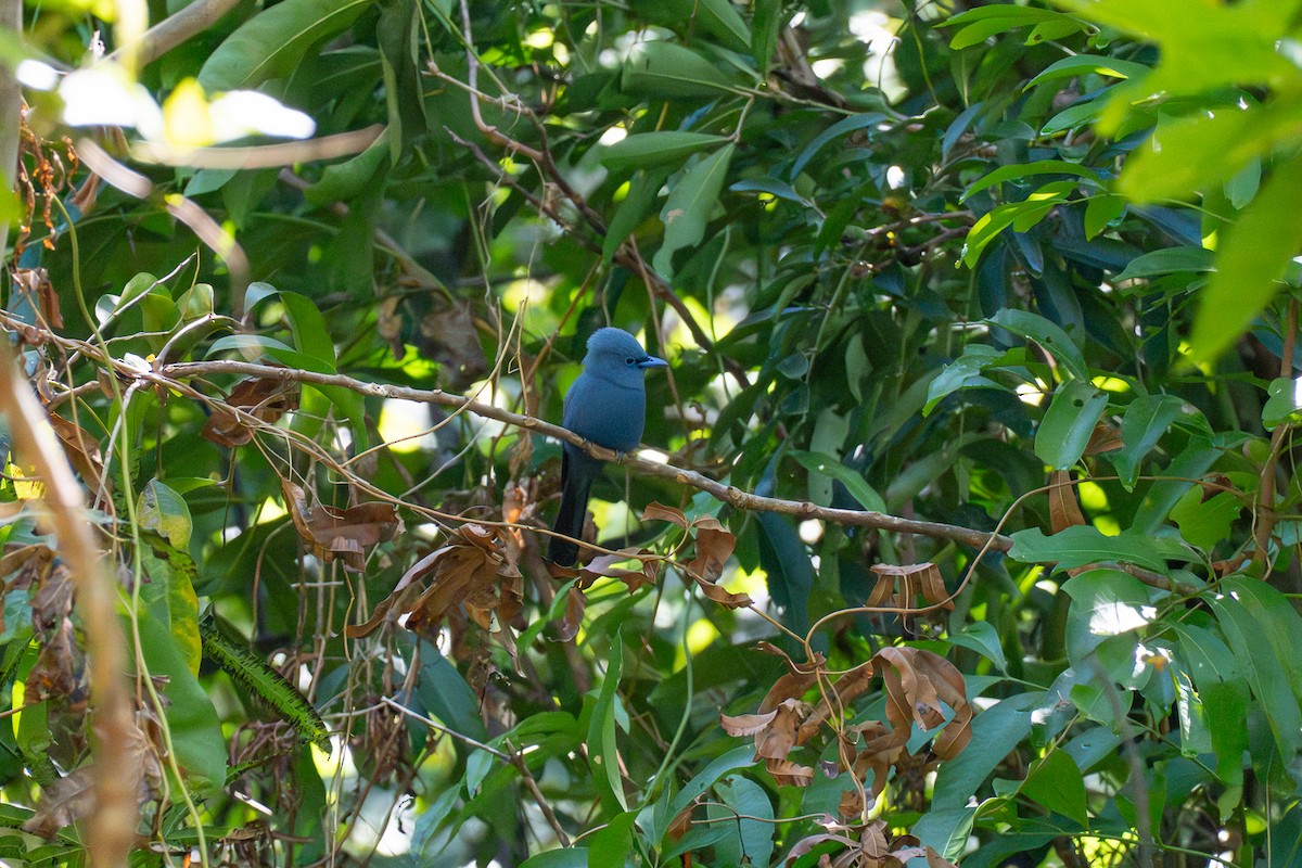 アオサンコウチョウ - ML646735886