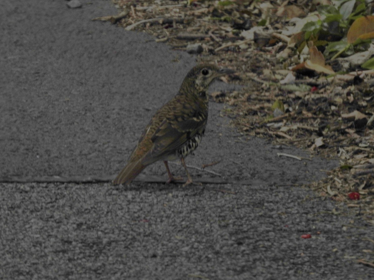 Russet-tailed Thrush - ML646735887