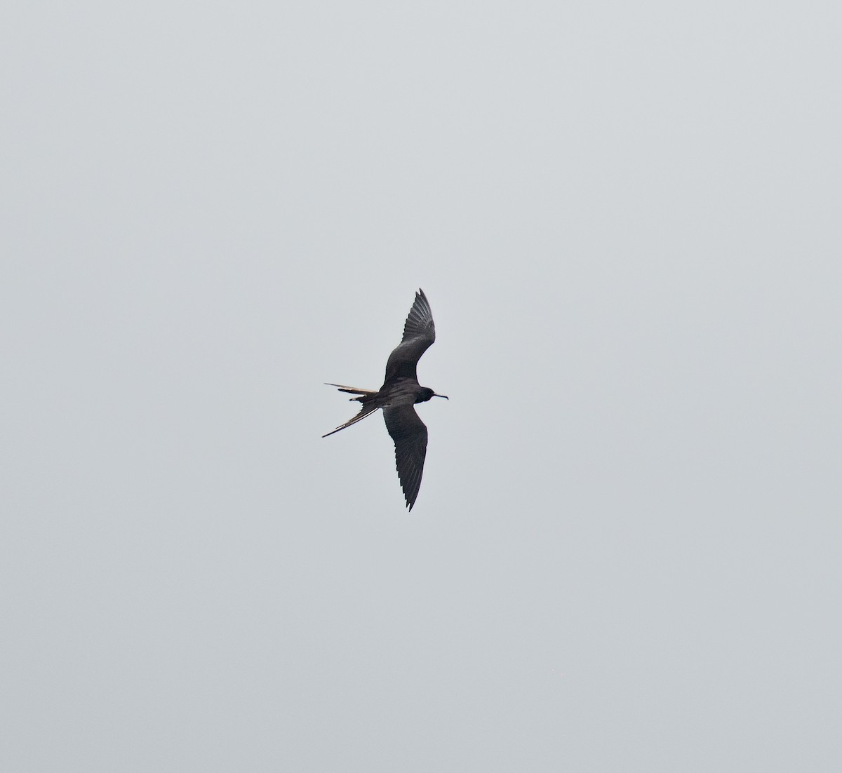 Magnificent Frigatebird - ML646735888