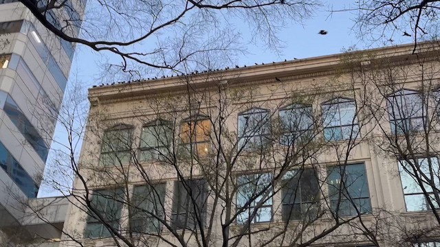 American Crow - ML646735892