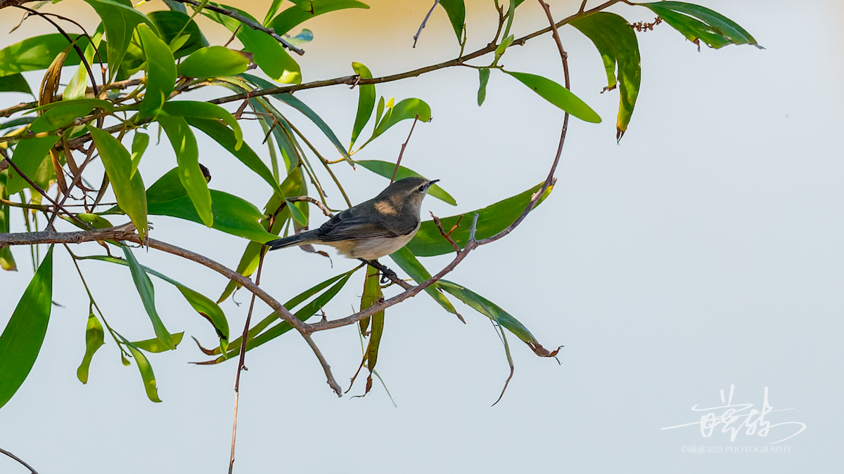 budníček menší - ML646735893