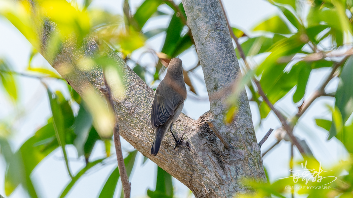 budníček menší - ML646735894