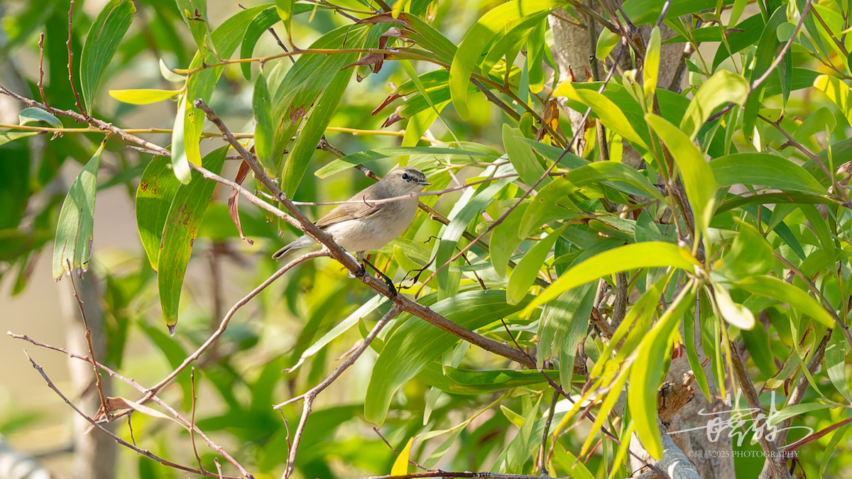 budníček menší - ML646735895