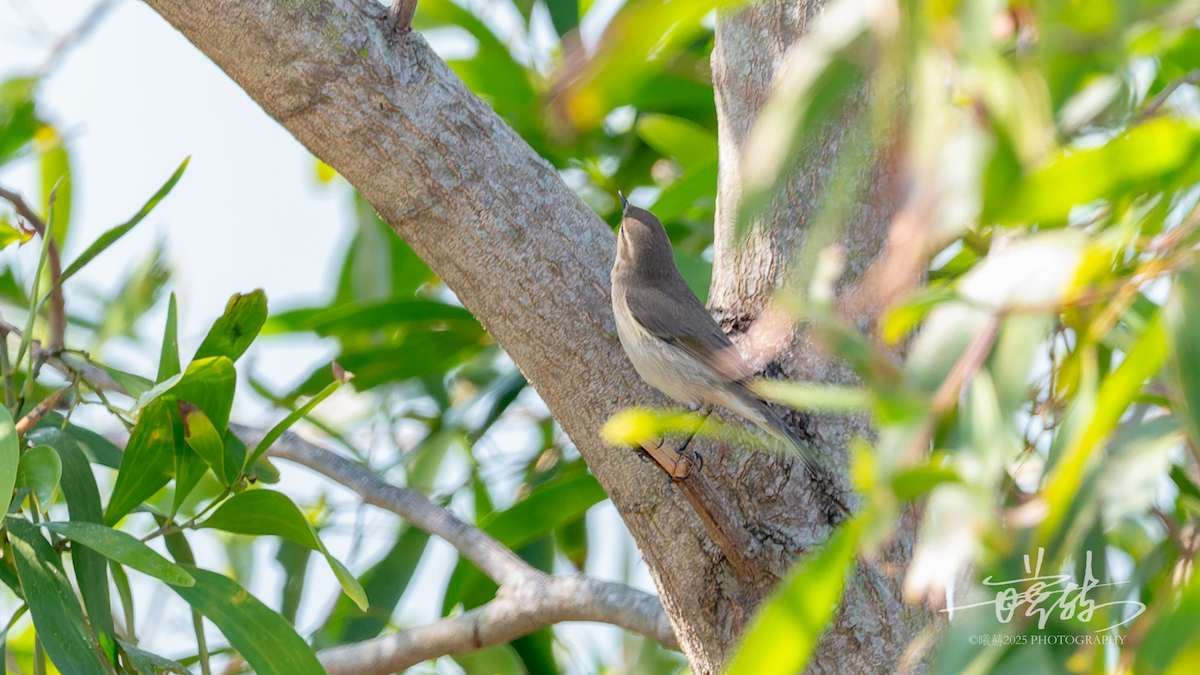 budníček menší - ML646735896