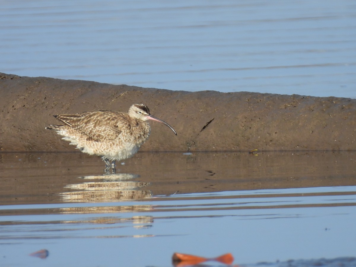 Hudsonian Whimbrel - ML646735897