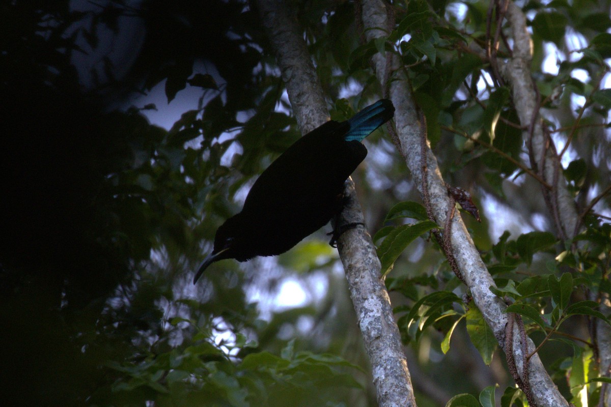 Paradise Riflebird - ML646735898