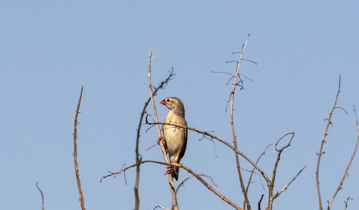 Red-billed Quelea - ML646735899