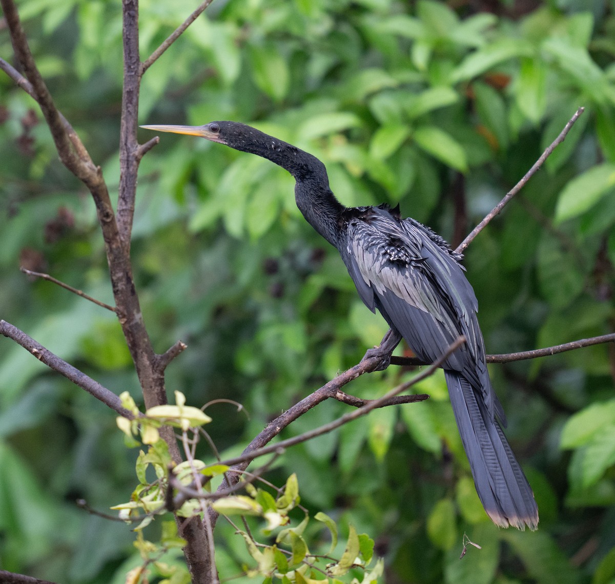 Anhinga - ML646735901