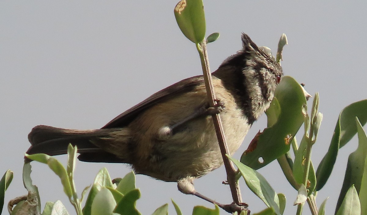 Синиця чубата - ML646735906