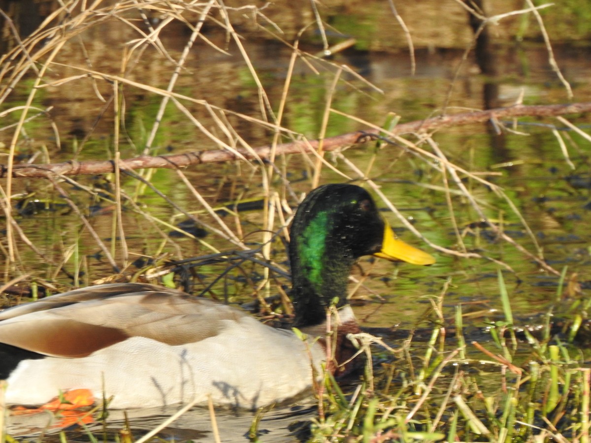 Canard colvert (forme domestique) - ML646735915