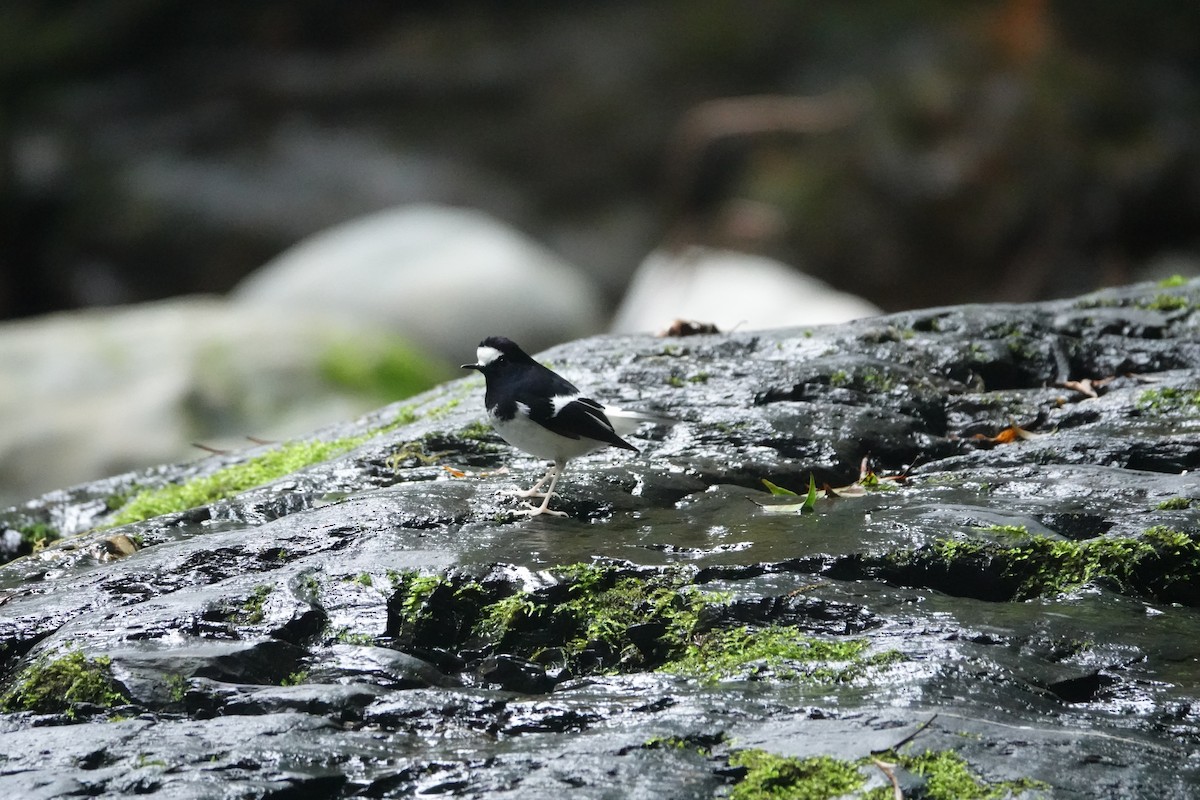 小剪尾 - ML646735927