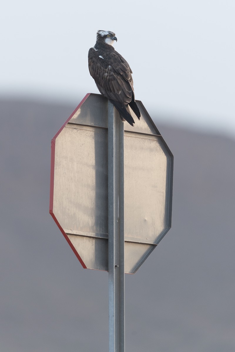 ミサゴ（haliaetus） - ML646735930